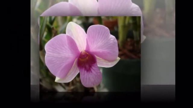 Аромат орхидей смотреть онлайн