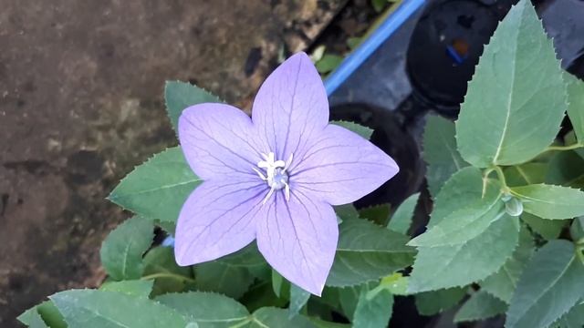 Platycodon - grow & care (Platycodon grandiflorus) смотреть онлайн