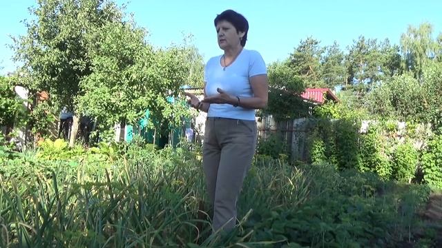 Что делать если желтеют листья у чеснока? смотреть онлайн