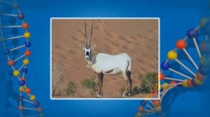 Основные биологические сообщества суши: саванны, пустыни, вечнозеленые леса. Видеоурок по биологии