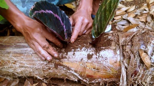 Ways of propagation techniques and care of calathea growing from leaves in the garden on banana tre смотреть онлайн