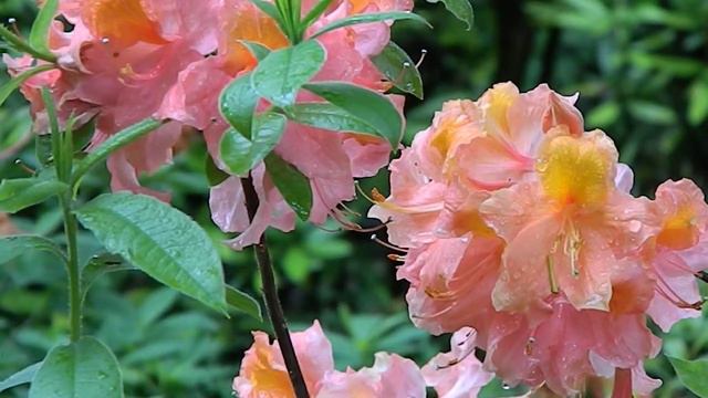 Rhododendron Girard's Mount St Helens смотреть онлайн