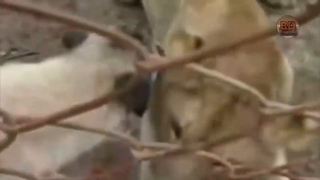 Kangal Bo'riga Qarshi Itlar Jangi