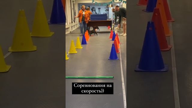 Когда твой мопс с голубыми глазами гений смотреть онлайн