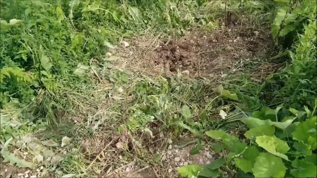 06-24-2014 Денёк (Вторник) Посадка шиповника смотреть онлайн