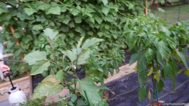 Tour Our Mega Vegetable Garden & Greenhouse Homestead Organic Growing Farmstead, Koi Pond смотреть онлайн