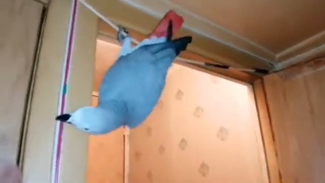 Трюкач Жако продолжает развлекаться, вися вниз головой смотреть онлайн