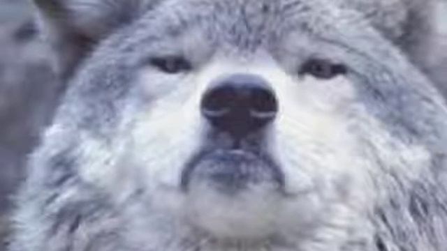 песня безумно можно быть первым безумно можно через стены