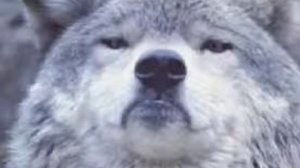 песня безумно можно быть первым безумно можно через стены