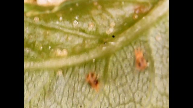 Паутинный клещ на розе смотреть онлайн