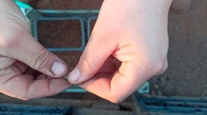 КАК САЖАТЬ ЦВЕТЫ НЕМЕЗИЯ, ЛИНАРИЯ