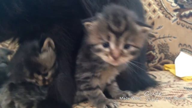 Наши милые Пушистики))) смотреть онлайн