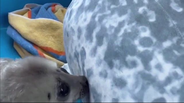 нерпёнок смотреть онлайн