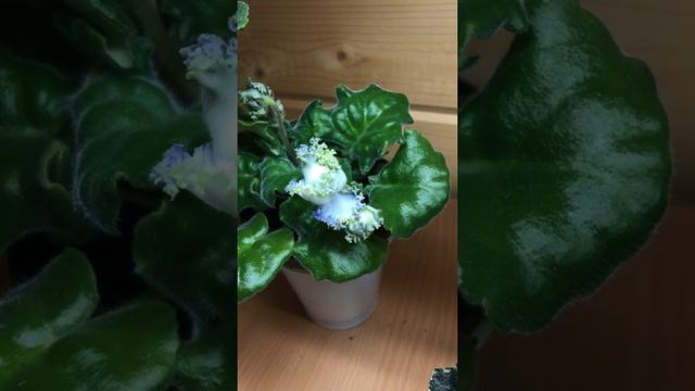 Фиалки для продажи смотреть онлайн