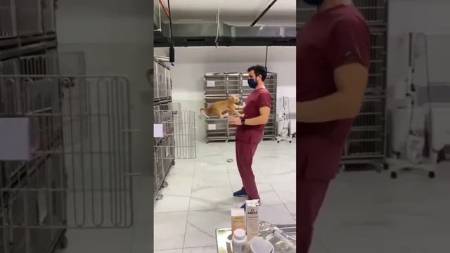 Кот и человек. Вот она любовь. смотреть онлайн