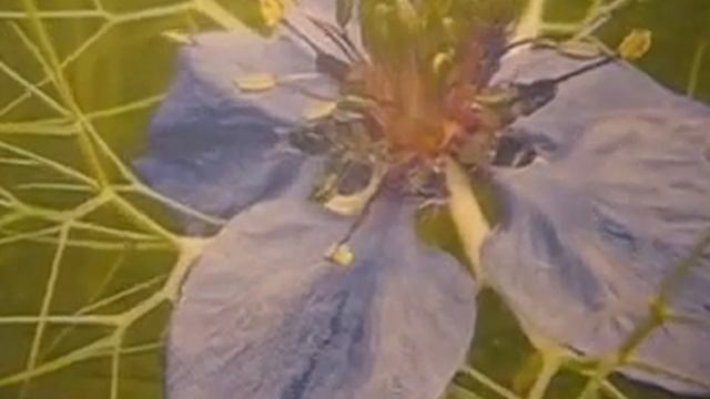 Nigella damascene - Love-in-a-Mist смотреть онлайн