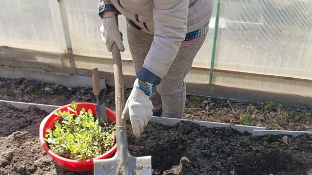 Высаживаем капусту....... смотреть онлайн