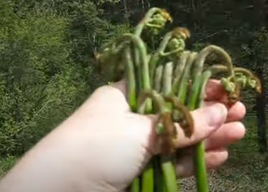 ПАПОРОТНИК. Орляк. Сбор. Польза. Как собирать папоротник. Где собирать. Как растет. Про папоротник