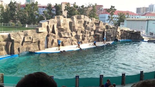 Дельфинарий Батуми-Batumi Dolphinarium-ბათუმის დელფინარიუმი-Yunus Gösterisi смотреть онлайн