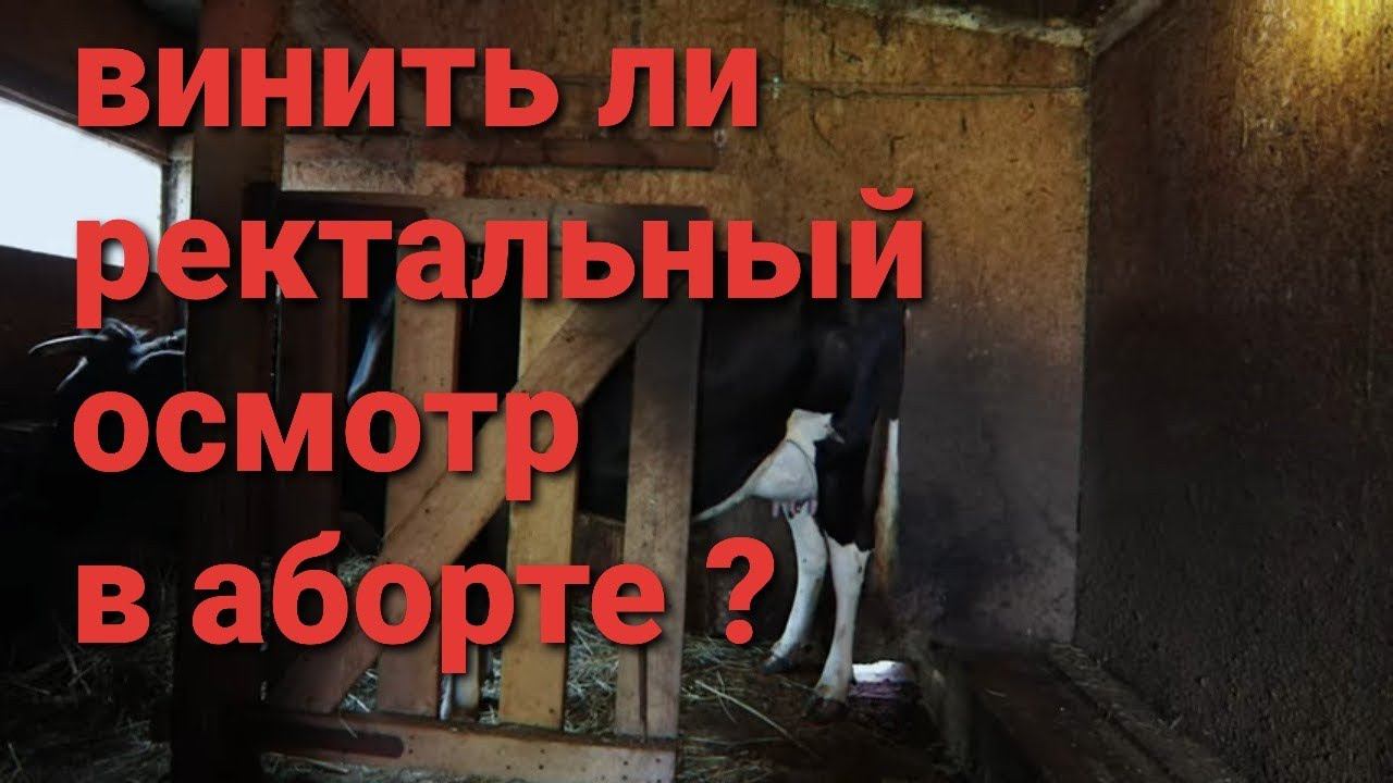 КОРОВУ РЕКТАЛИТЬ ИЛИ НЕТ смотреть онлайн