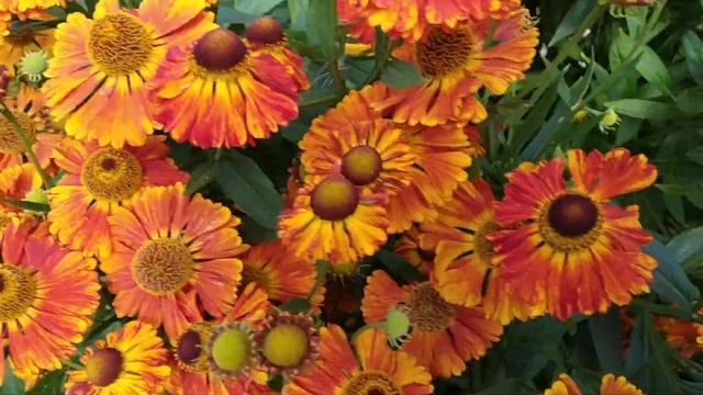 Цветок который любят пчелы. смотреть онлайн