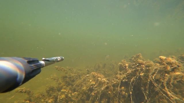 подводная охота на сазана. маныч веселовское водохранилище. охота с пеленгас варвар 70 июнь 2022 смотреть онлайн