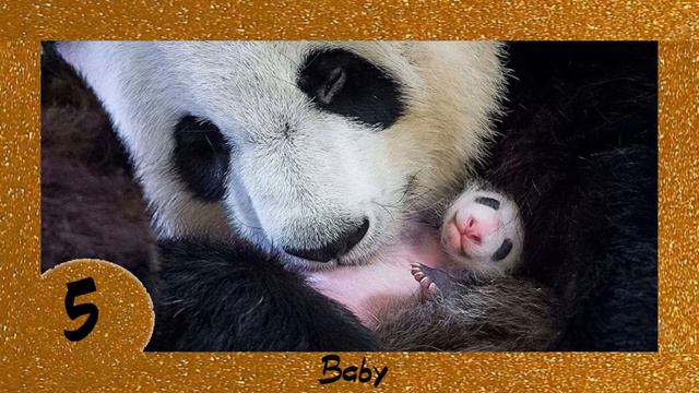 TOP-10. The Best: Interesting Facts About Pandas