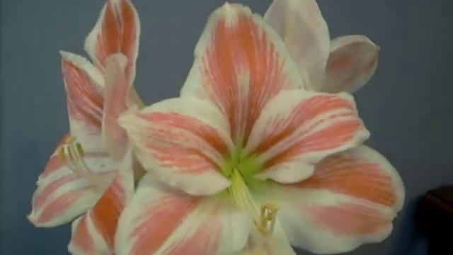 Amaryllis bulb Hippeastrum Carnival in bloom смотреть онлайн