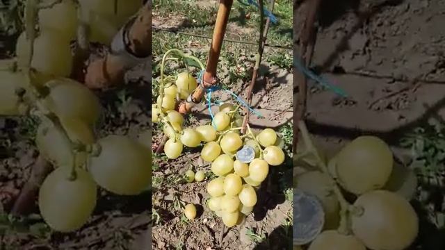 Обзор сорта винограда Красавчик 7 сентября. Виноградник Щереденкова В. А смотреть онлайн