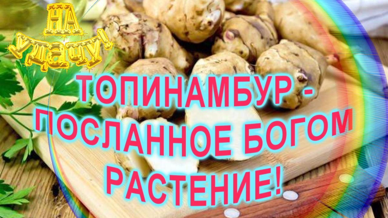 О пользе и вреде клубней топинамбура