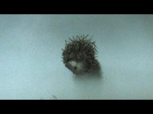 Ралли "Псков 2024". СУ-2 "Кубок Главы Печорского района". Квасников/Баландин. Ёжики в тумане