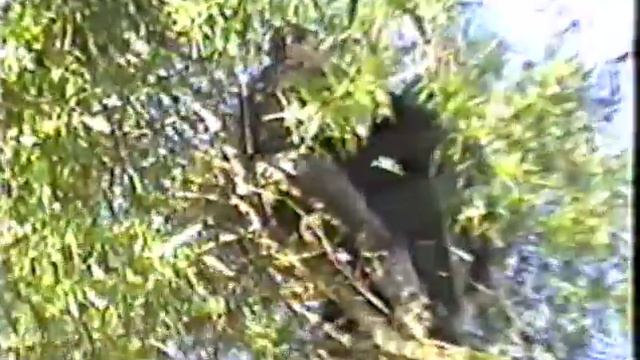 Tumba la acacia смотреть онлайн