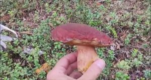 В лес за грибами! Собираем боровики!