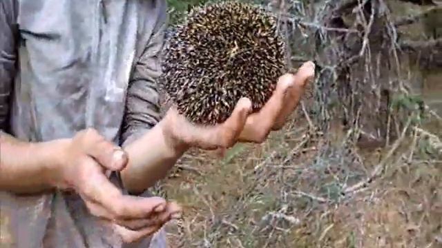 Как кричит ёжик