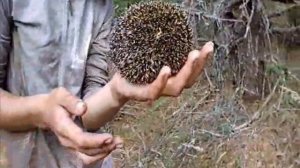 Как кричит ёжик