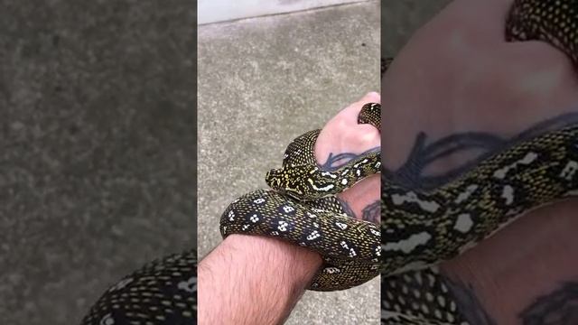 Python diamant ? #python #diamant #serpent #snake #reptile #animal #ink #tattoo #wild смотреть онлайн