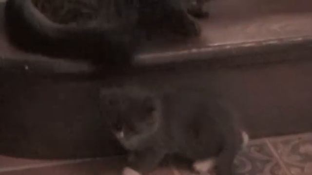 Persephone Falling смотреть онлайн