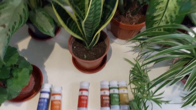 Хона гуллари учун 3та энг зор озукалар. Гуллатиш, устириш ва чирой учун. АРЗОН ЛЕКИН ЖУДА САМАРАЛИ.