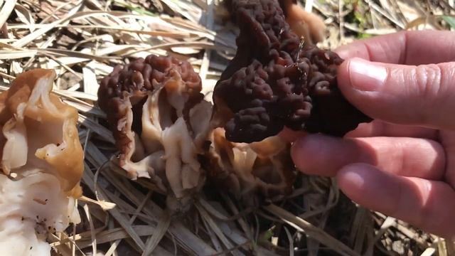 Как отличить строчок съедобный от ядовитого? Строчок гигантский и обыкновенный смотреть онлайн