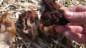 Как отличить строчок съедобный от ядовитого? Строчок гигантский и обыкновенный