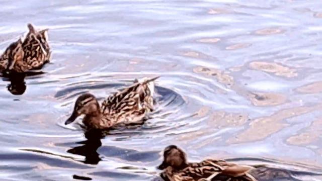 Городские утки: Кряква / Ducks смотреть онлайн