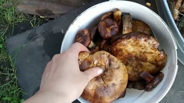 "Это мы за грибами ходили, понятно вам?"/ Как быстро почистить грибы от мусора смотреть онлайн