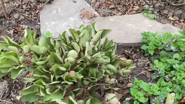 Прогулка по саду 25.03.23 г. Что цветёт. Обновки для сада. Опора для клематисов. смотреть онлайн