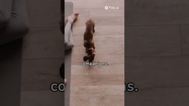 Dog | Dachshund смотреть онлайн