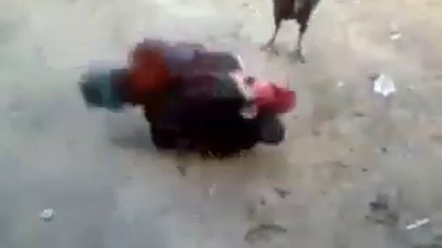 Петух петушит котенка 🤣 смотреть онлайн