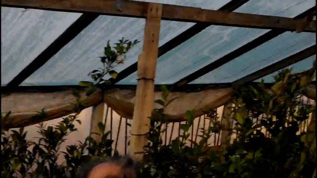 Ну что там с кроликами + как сделать из годичного дерева пятилетнее)) смотреть онлайн