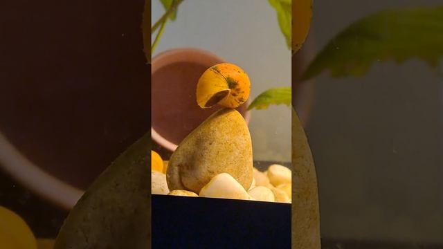 улитка спит