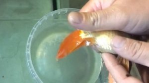 Нерест золотых рыб вручную)))