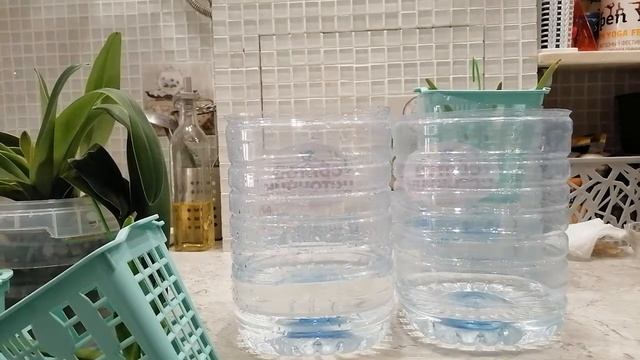 Тестирую японское удобрение Fujima на вандах и башмачке ?????