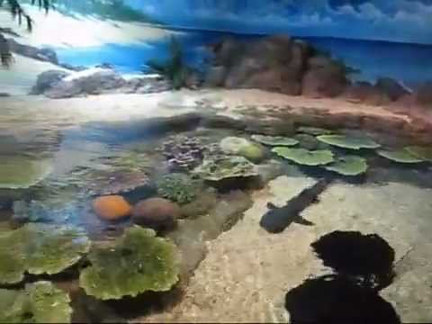 Океанариум в Сочи. Sochi Discovery World Aquarium смотреть онлайн